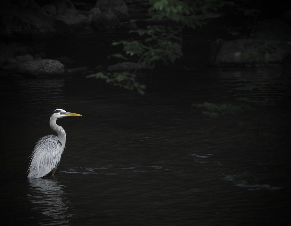 Blue Heron in Monhagen Brook yesterday. #Nature #Wildlife #Blue #Heron #Photography