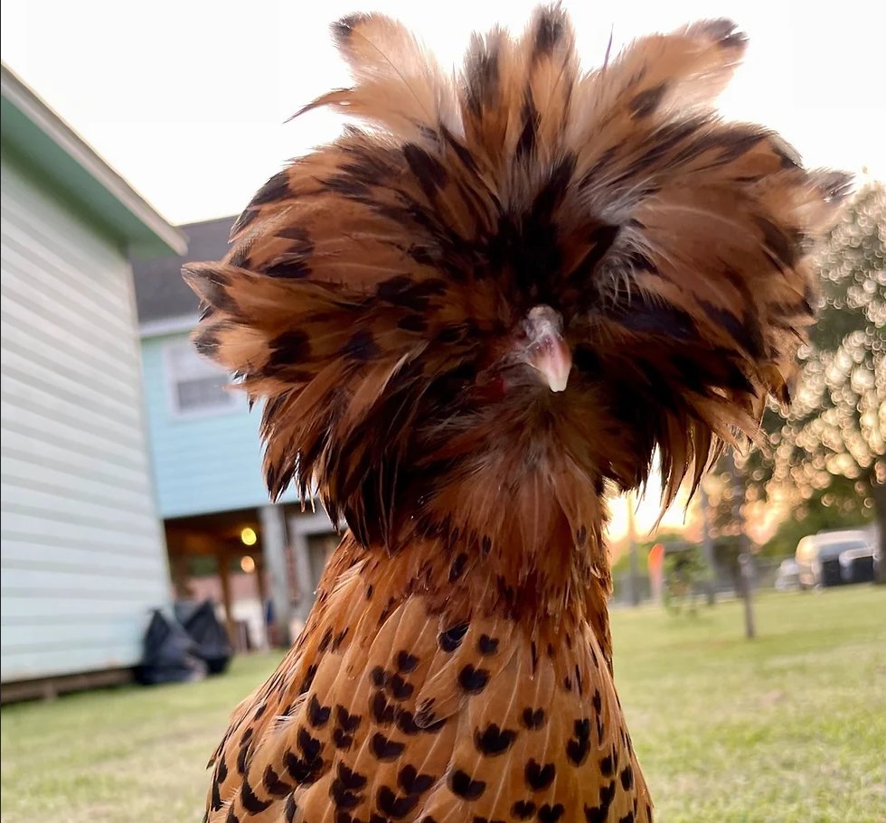 loonyware 🐣 Chicken Journey OUT NOW! tweet media