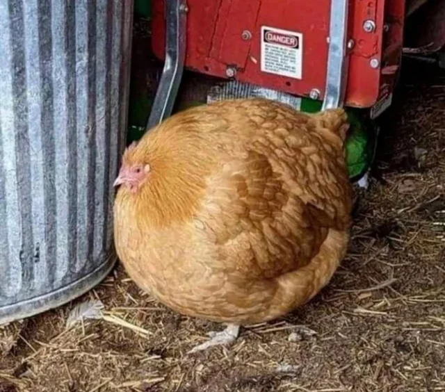 loonyware 🐣 Chicken Journey OUT NOW! tweet media