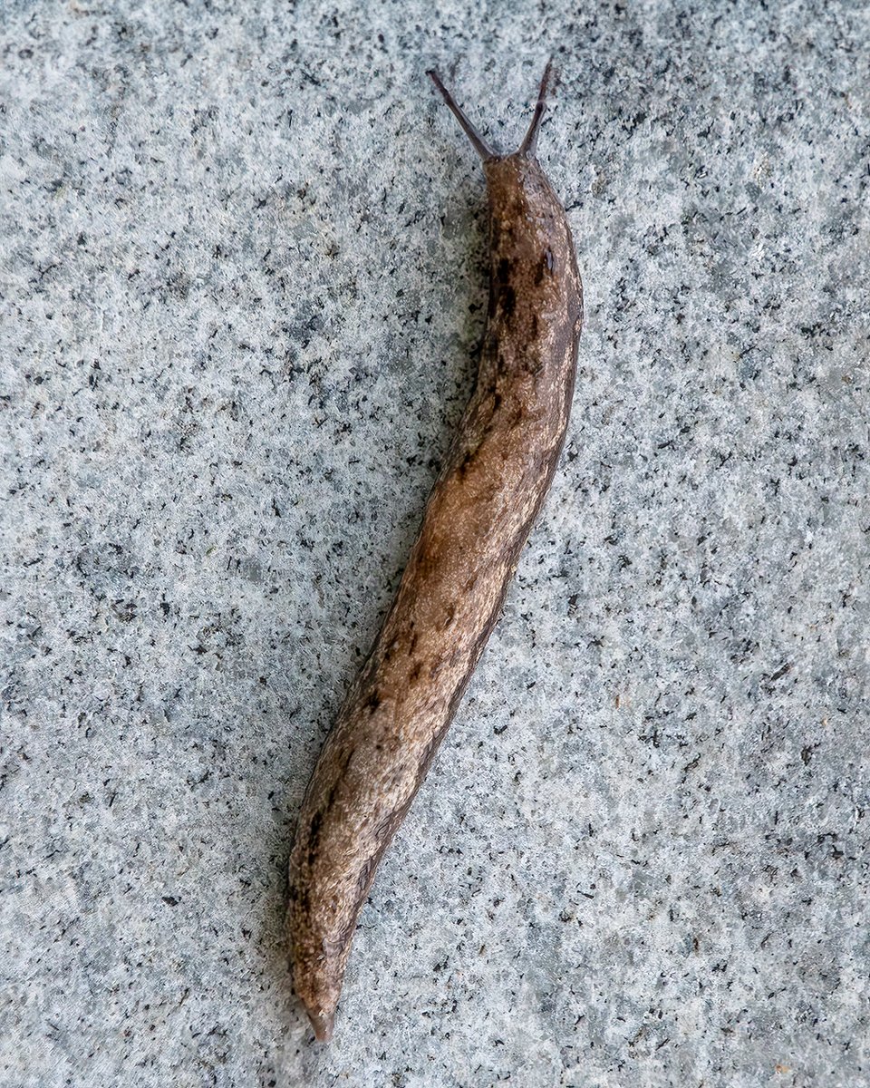 Slug
#photography, #366photodgraphy2024, #potd2024, #photoaday, #everydayphotographer, #photooftheday, #pad2024-142, #slug, #macro, #upclose