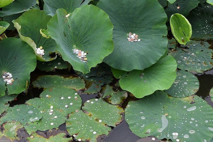 bebbelstudy's tweet image. ⌕ : #studytwt &amp;amp; #studytwtbr

        ★  bella, 2006;
        ☆  ciências biológicas, primeiro período;
        ★  aprendendo inglês e russo;
        ☆  foco: estudos &amp;amp; organização. 

𖹭 : música, crochê, insetos, livros.