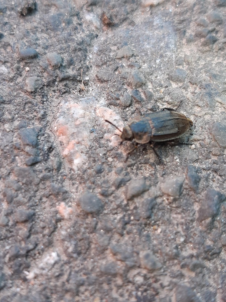 GroolyIrene's tweet photo. Please can I get some help IDing this beetle? Might be wrong but had the look of a carrion beetle. It was small, probably <2cm, 15/04/2024, NO59. 
I thought it looked similar to Thanotophilus dispar but obviously it can't be that! 

@AshWhiffin @RichardComont https://t.co/dHYumblO9M