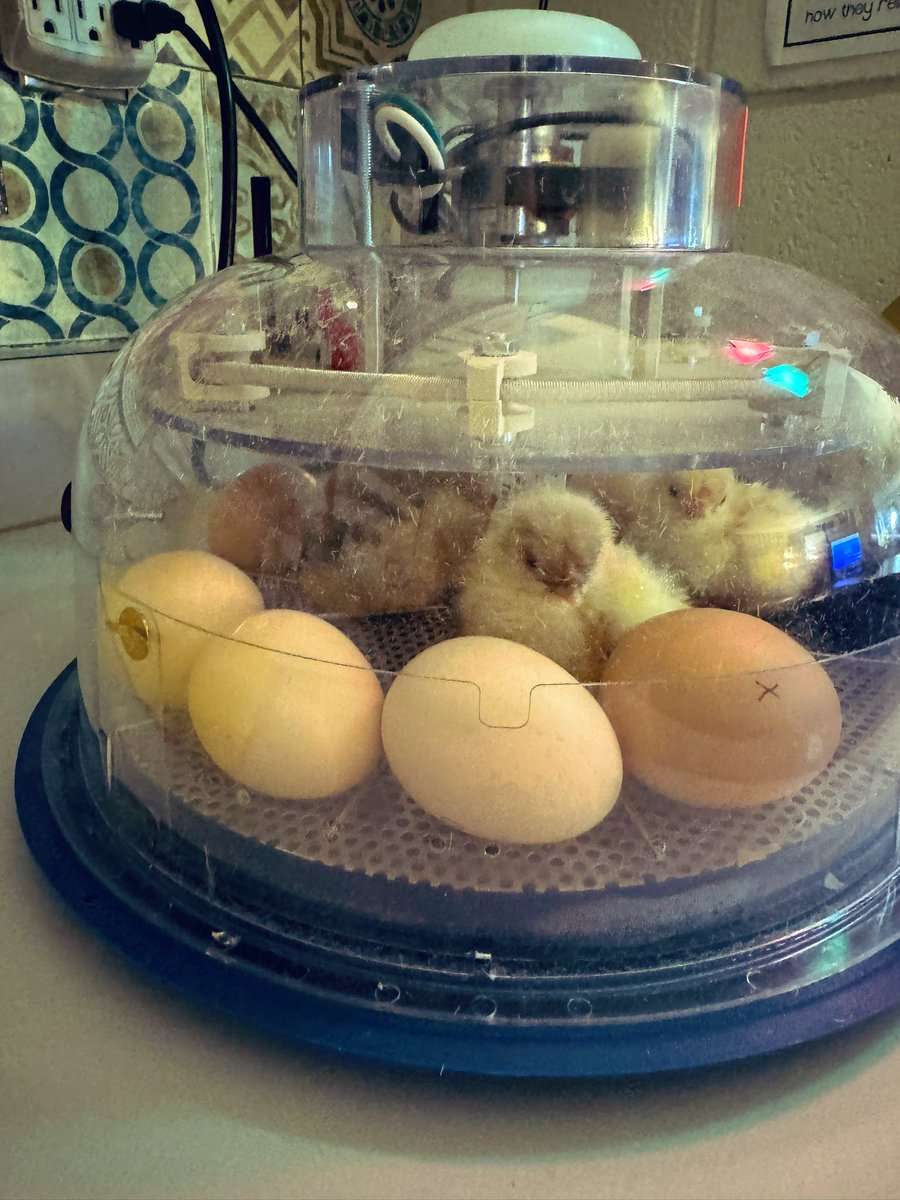 Olivia Oquist tweet media