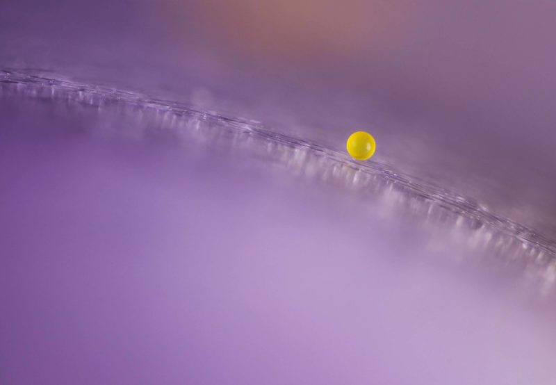 Grano de polen en un pétalo de flor de azafrán.Microfotografía.
📷 Carlos B. Krebs 🔎🔎🔎💛💜