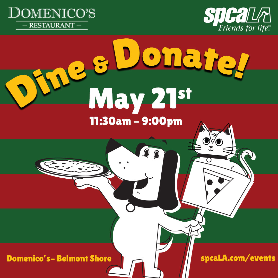 Join us for a Dine & Donate at Domenico’s Restaurant! Enjoy pizza, pastas, and salads while raising money for spcaLA. Present this flyer and Domenico’s will donate 25% of your check to help shelter pets! Good for dine-in/take-out 11:30am-9:00pm ibit.ly/Qp6WX