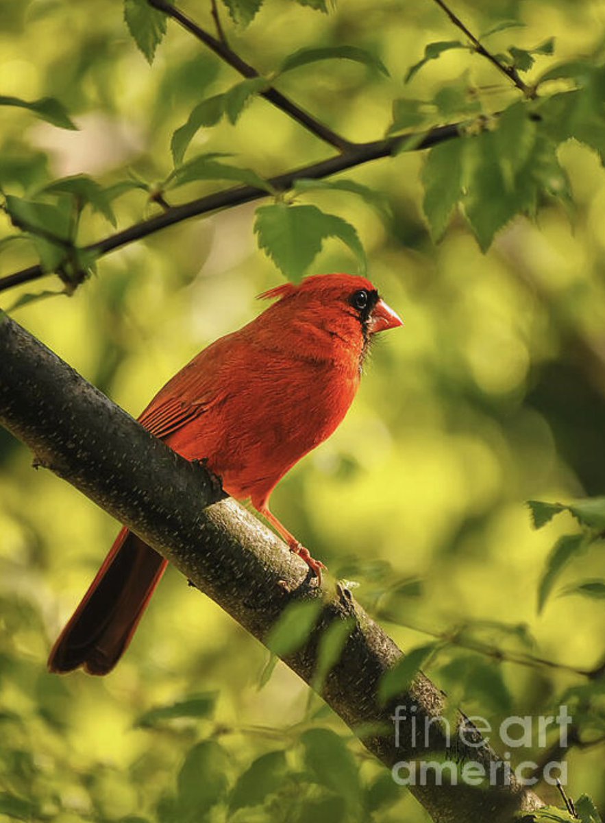 Watching The Sun Set won 2nd n the 5/21 #FineArtAmerica contst #Cardinals hld by the Cardinals Group. Thnks to contst adm Debbie Youll, & the jurors. Congrtz to the other winnrs! fineartamerica.com/featured/watch… #photography #nature #birds #art #buyintoart #ayearforart #LoisBryan #NotAi