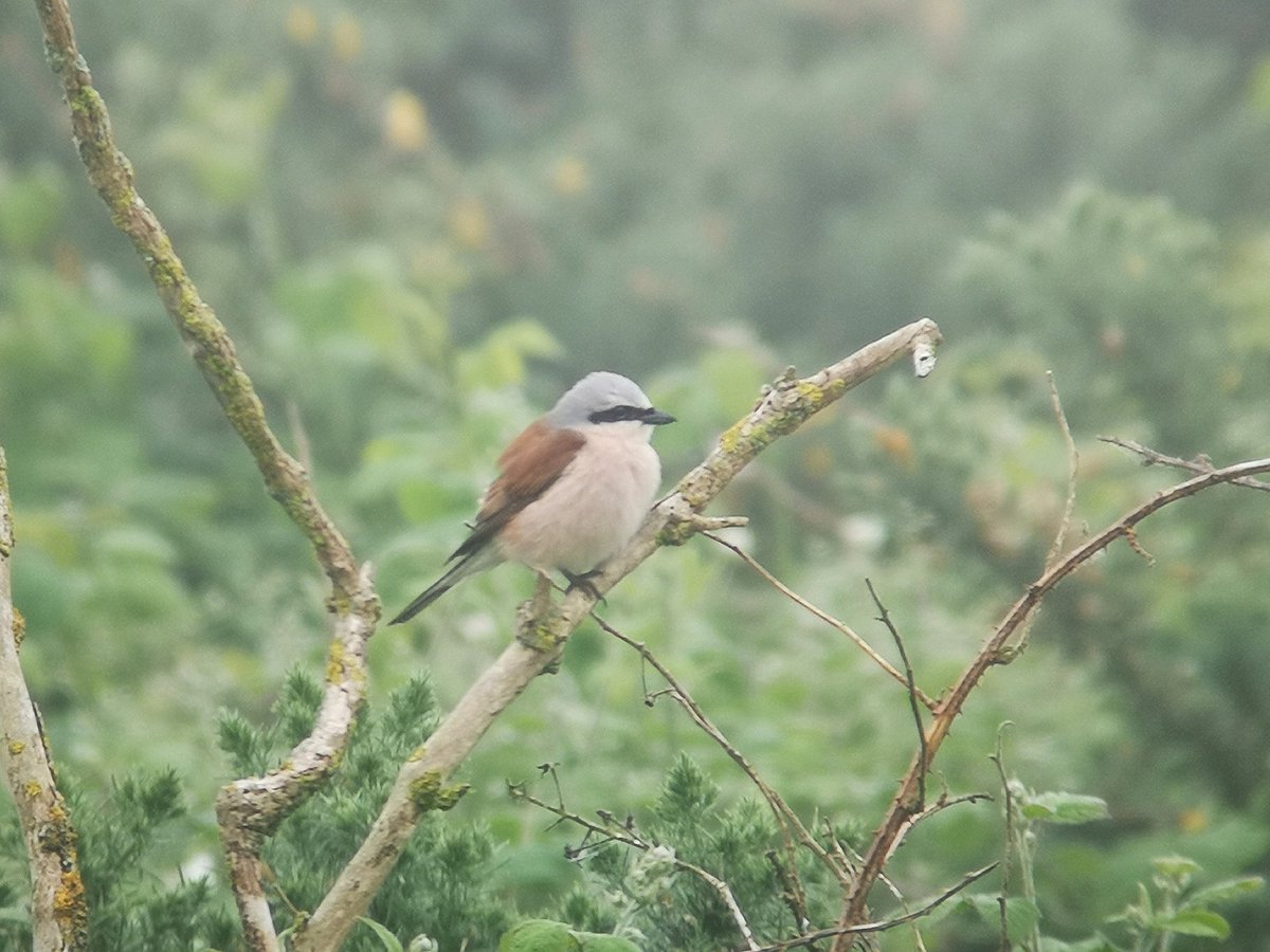 Always nice to see a male Red-backed shrike, a little twitch to Stiffkey Fen after work, was well worth the effort!