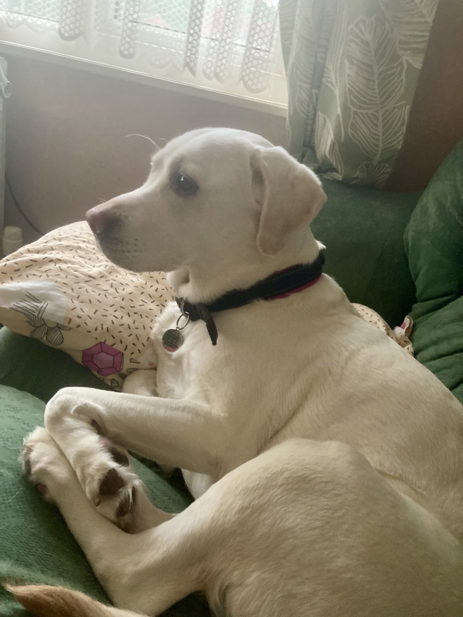 Shaye absolute glued to the latest @Battersea_ @AlisonHammond #ForTheLoveOfDogs 💙💙💙