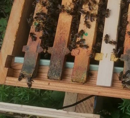 Look at these native Irish black honeybee (Apis mellifera mellifera) hard at work! 🇮🇪 At GRI we are dedicated to preserving the country’s biodiversity, which is why we support the purchase of hives for these native Irish bees. #worldbeeday#worldbeeday #greenrestorationireland