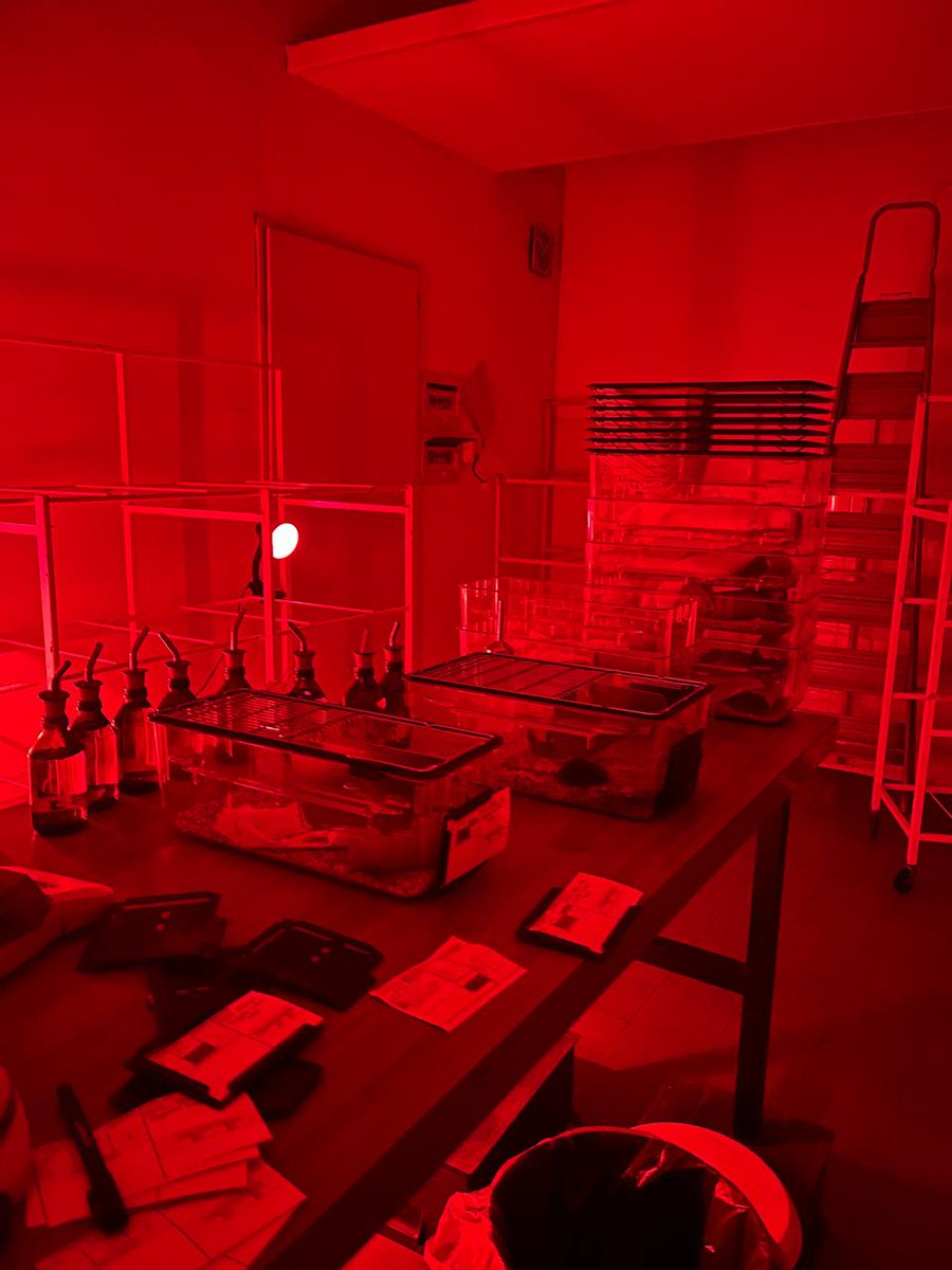 Flamante remodelación de nuestro espacio de trabajo en <a href="/InstFerreyra/">Instituto Ferreyra</a> con ciclo de luz invertida. Gracias a Aranza Wille Bille (becaria <a href="/agenciaidiar/">Agencia I+D+i</a>) y  <a href="/CarolinaFabio2/">Carolina Fabio</a> (investigadora <a href="/CONICETDialoga/">CONICET Dialoga</a>) por el trabajo!