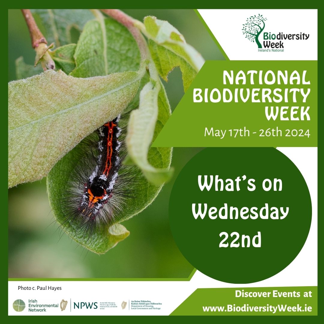 Here's a selection of tomorrow's free events for #BiodiversityDay and #BiodiversityWeek2024! 🐚10am @ Kerry: Biodiversity of the Muckross Peninsula – a guided walk - tinyurl.com/bdebrn7x