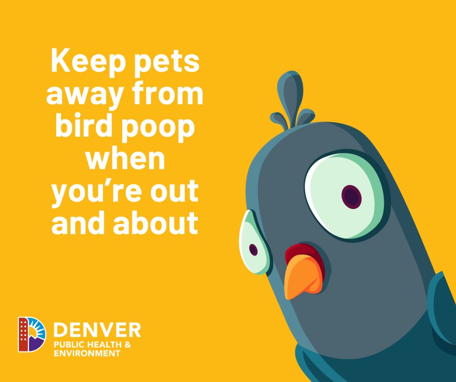 Pets & people should avoid bird droppings while enjoying the great outdoors in Denver. Droppings carry germs that can cause many diseases. If you see a dead bird, call Denver 311 or report it with Sunny the Chatbot on denvergov.org #PublicHealth