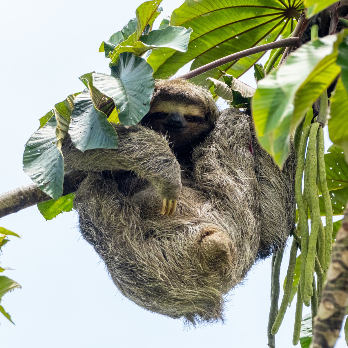 Couple of places left on my Panama Tour with
@birdnaturetours 

12 - 22 September  2024  Fabulous forest canopy birding & wildlife watching!  

More info: theurbanbirderworld.com/tour/panama-20……

@OlympusUK @LeicaBirding @TravWriters