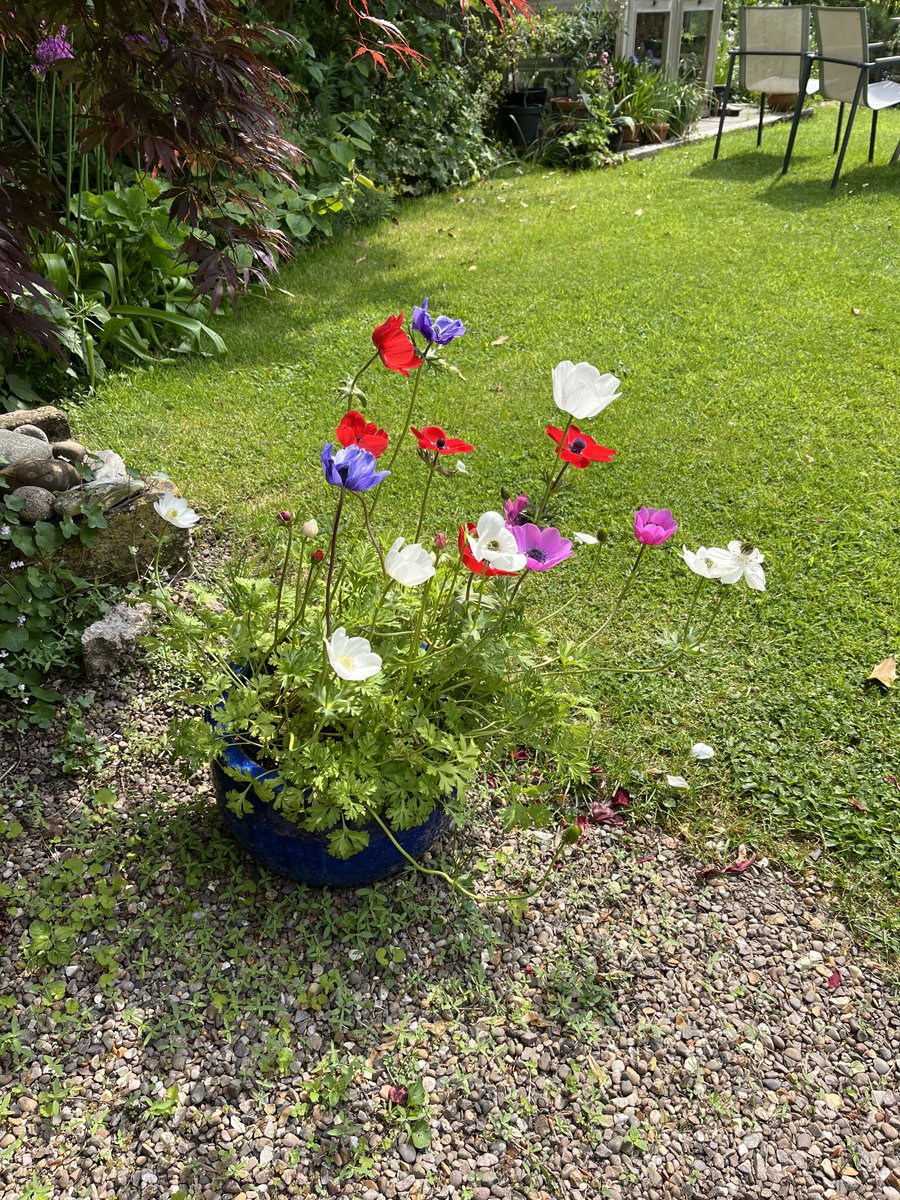 Loved these beautiful anemones in Sue Nichol ⁦@staithesartist⁩’s enchanting garden #openupsheffield