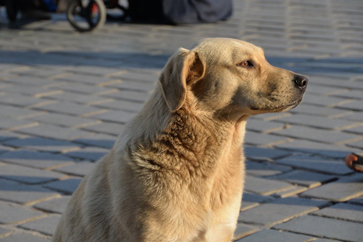 KULİS | AKP, 30 gün içinde sahiplenilmeyen sokak köpeklerinin itlaf edilmesine imkan veren bir yasa teklifini TBMM’ye sunmaya hazırlanıyor. (BBC Türkçe)