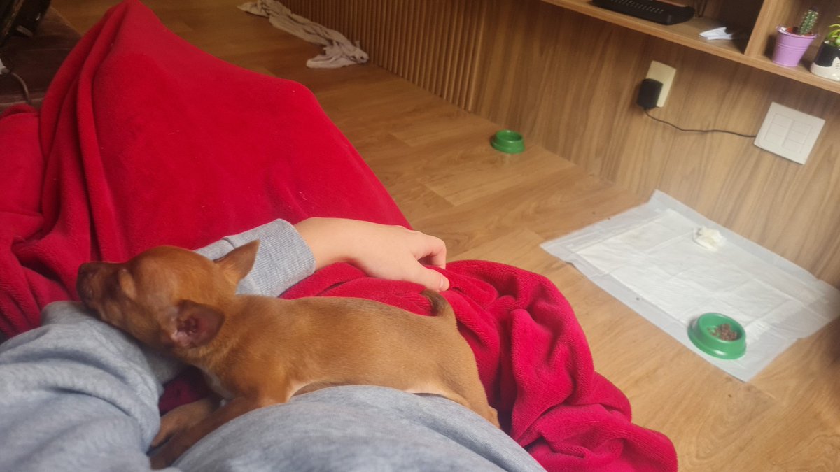 marjoy_w's tweet photo. compilado da moka dormindo pra alegrar o dia de alguém aí (o meu https://t.co/hyIsaSsLTk