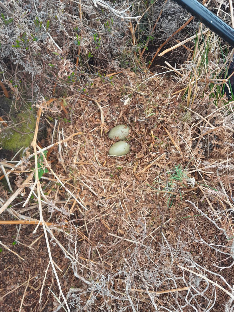 @ShaunGelling @GellAndy @ManxShepherdess @manxnature They do look like Eider eggs. Yes normally the nests are lined with down, but we have seen a couple of nests without down this year.