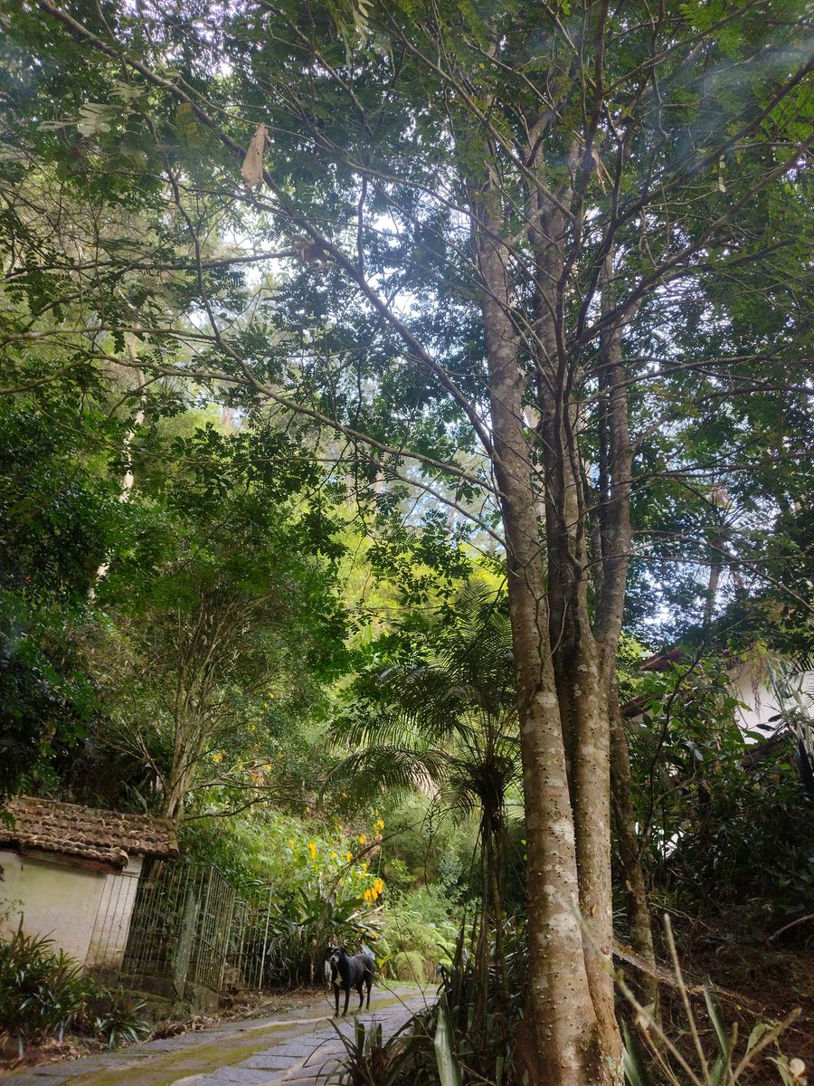 Pau-Brasil 🌳❤️, planted by seed 30 years ago + Baby 🐕 = #thicktrunktuesday 🤗🇧🇷