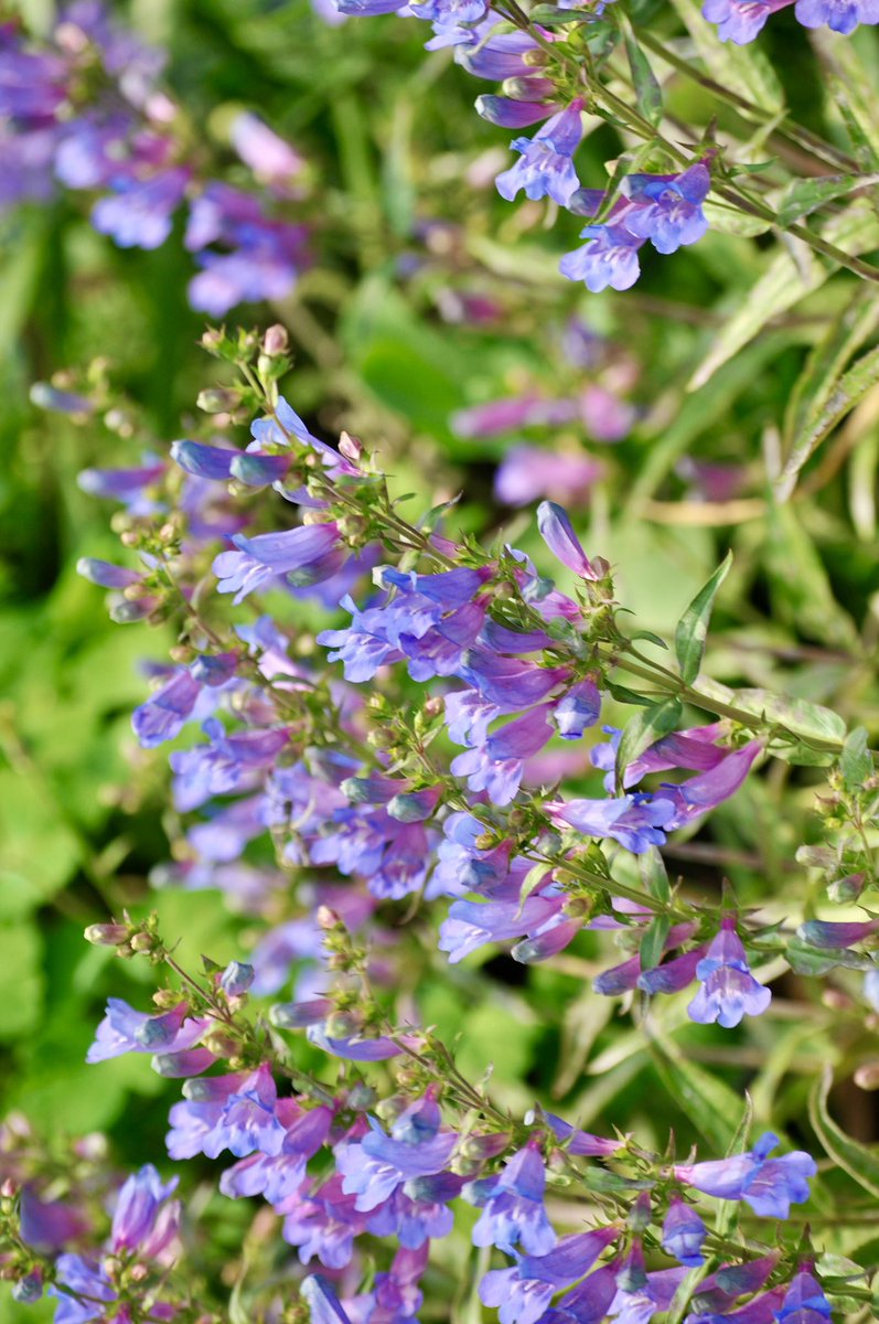 #TuesdayBlue Penstemon Heavenly Blue on the balcony!! 🌿💙💕🩵🌿💙💕🩵🌿💙💕🩵🌿💙💕🩵🌿 #flowerreport #flowers #MyBalcony #GardeningTwitter #Ancoats #flowerreport #penstemon #Manchester #blue #balcony #GardeningTwitter #MyGarden