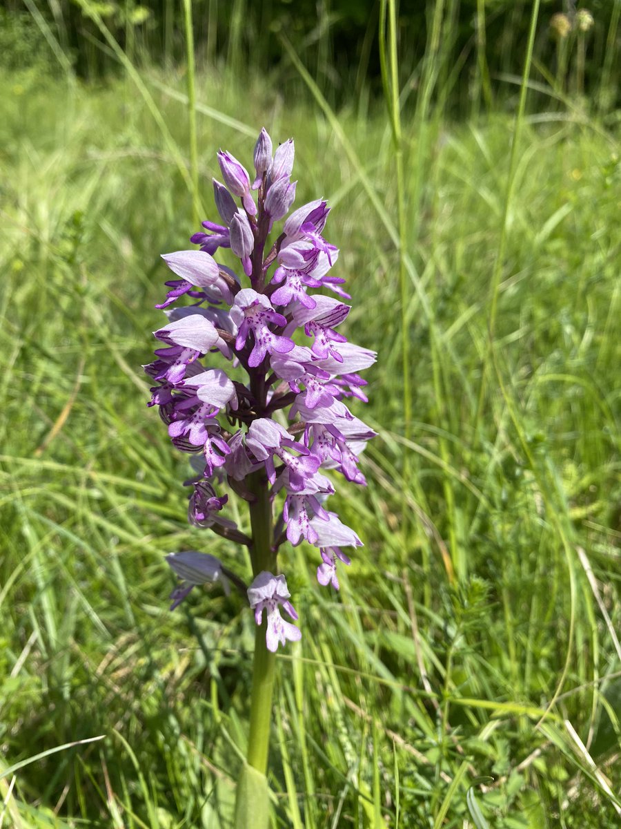 yorkshirebirder's tweet photo. Just over the border looking for Orchids with the youngest two did not disappoint. Military Orchid, a new one for me, and the ever stunning Fly Orchid. @Britainsorchids @ukorchids @BBOWT https://t.co/xbvENO4LIH