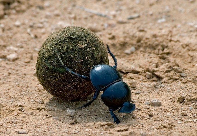 هذه هي أنثى خنفساء الروث Dung beetle تقضي كل حياتها في دفع كرة من الروث أمامها من يستطيع إخبارنا ما فائدة كرة الروث بالنسبة للخنفساء ⁉️
