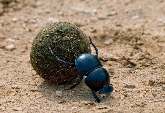 Ne_zaha's tweet photo. هذه هي أنثى خنفساء الروث Dung beetle تقضي كل حياتها في دفع كرة من الروث أمامها

من يستطيع إخبارنا ما فائدة كرة الروث بالنسبة للخنفساء ⁉️ https://t.co/xTCHJpJkpQ