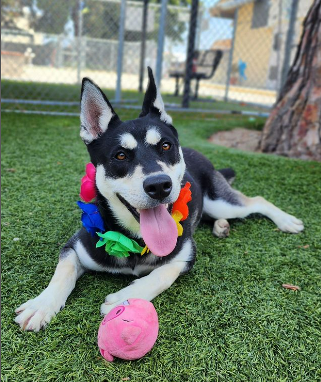 🆘💔🆘LONDON, wonderful young 1 yo #husky, is still waiting for a #SoCal hero to save her from the Downey #California ACC euth list🙏She could be killed any day😱Such a perfect girl, 50 lb, and friendly with all large dogs. Plz #ADOPT, #FOSTER, #PLEDGES info⬇️ #A56167311
