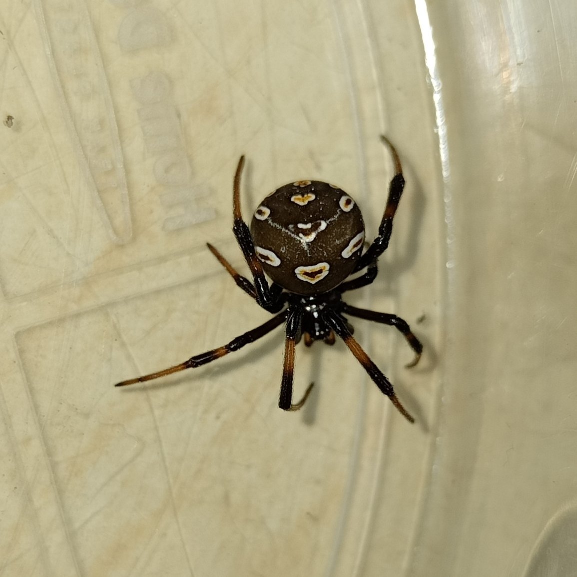 0959kedi's tweet photo. Türkiye'nin zehri tehlikeli olabilen türlerinden.
📍Bornova/İzmir
🆔Latrodectus tredecimguttatus - Akdeniz Karadul Örümceği (♀️)
🗓️21 Mayıs 2024
🔗https://t.co/TaJDL4gQls
#hangitür #NaturePhotography #Theridiidae #örümcek #spiderid #Latrodectus #blackwidow https://t.co/ulS4zhlECk