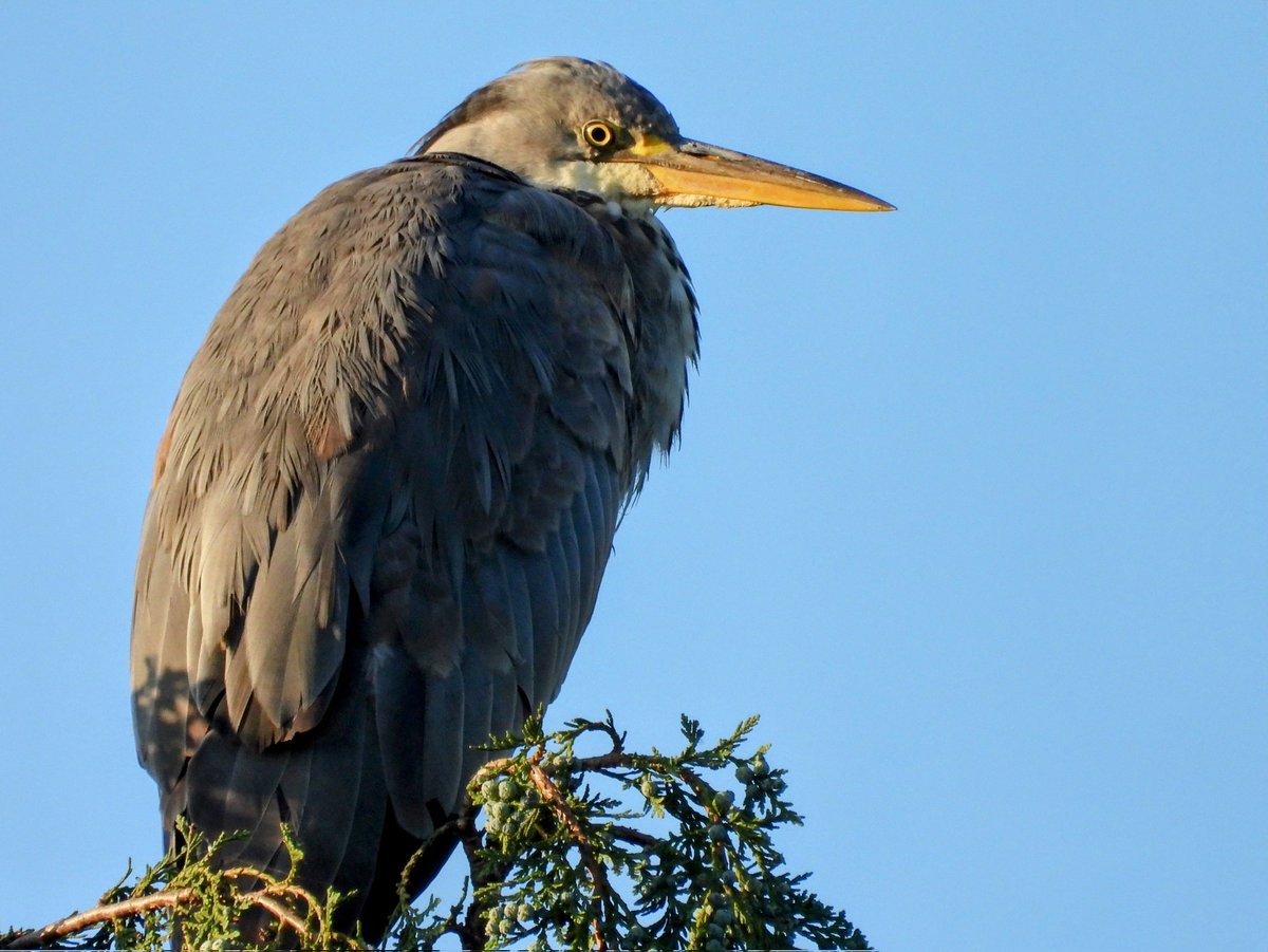 Young Heron in a favoured perch over looking the park