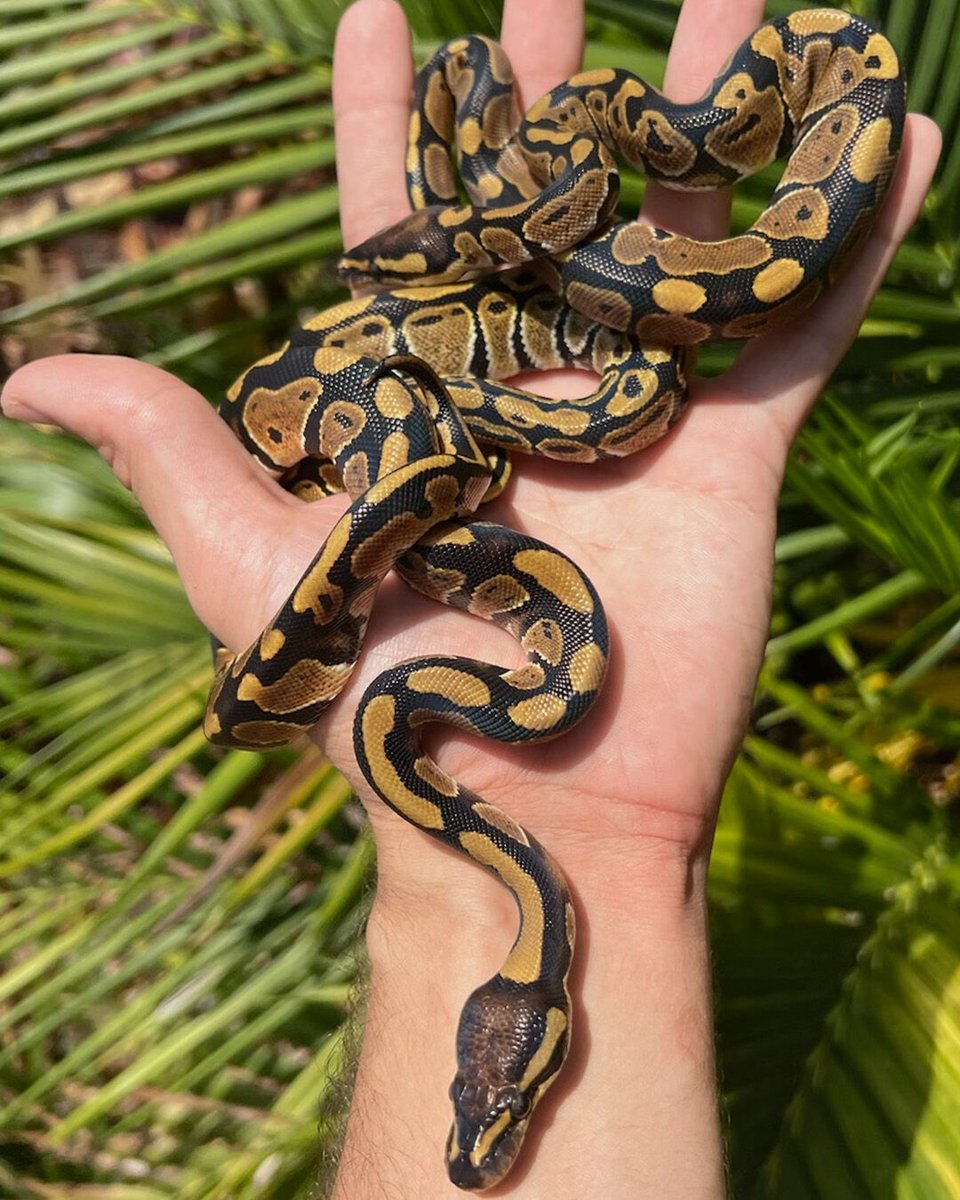 2024 Normal Baby Ball Pythons! One for $59 or Two for $99 bit.ly/3wUxwB8 fed, shed and looking for forever homes. #XYZReptiles #BallPython #BabyBallPython #PythonRegius #RoyalPython #Snake #SnakeLife #Pets #Reptiles  #ReptileLover