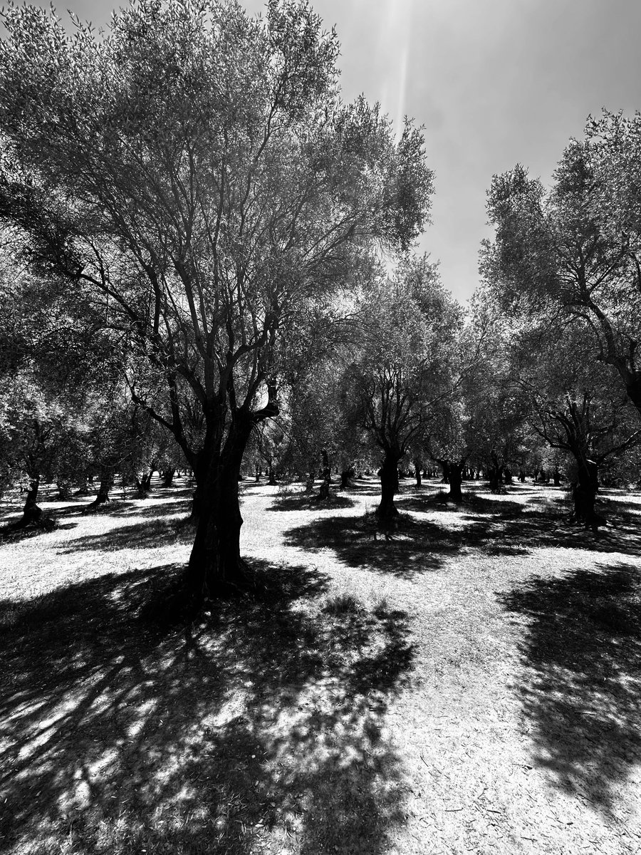 #photography #blackandwhite #olivetrees