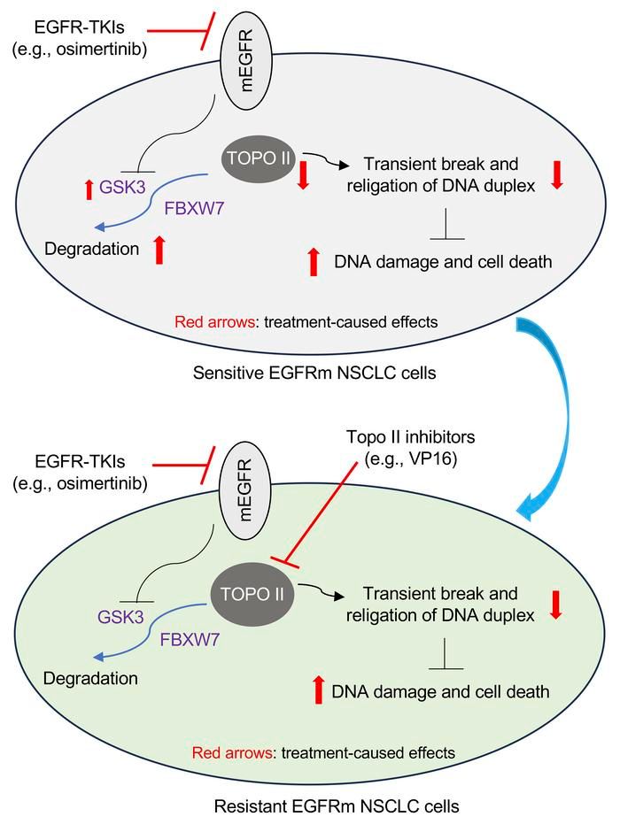 Journal of Clinical Investigation tweet media
