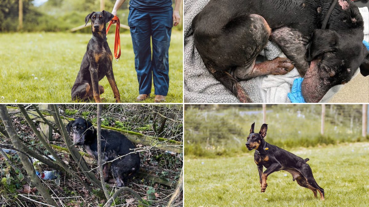Remember abandoned Dobermann, Dobby? Well, this resilient pup has made a miraculous recovery with the support of our dedicated team after he was found straying and terrified in poor condition in #Stretton He will soon be seeking his forever home from @RSPCA_chester🐾