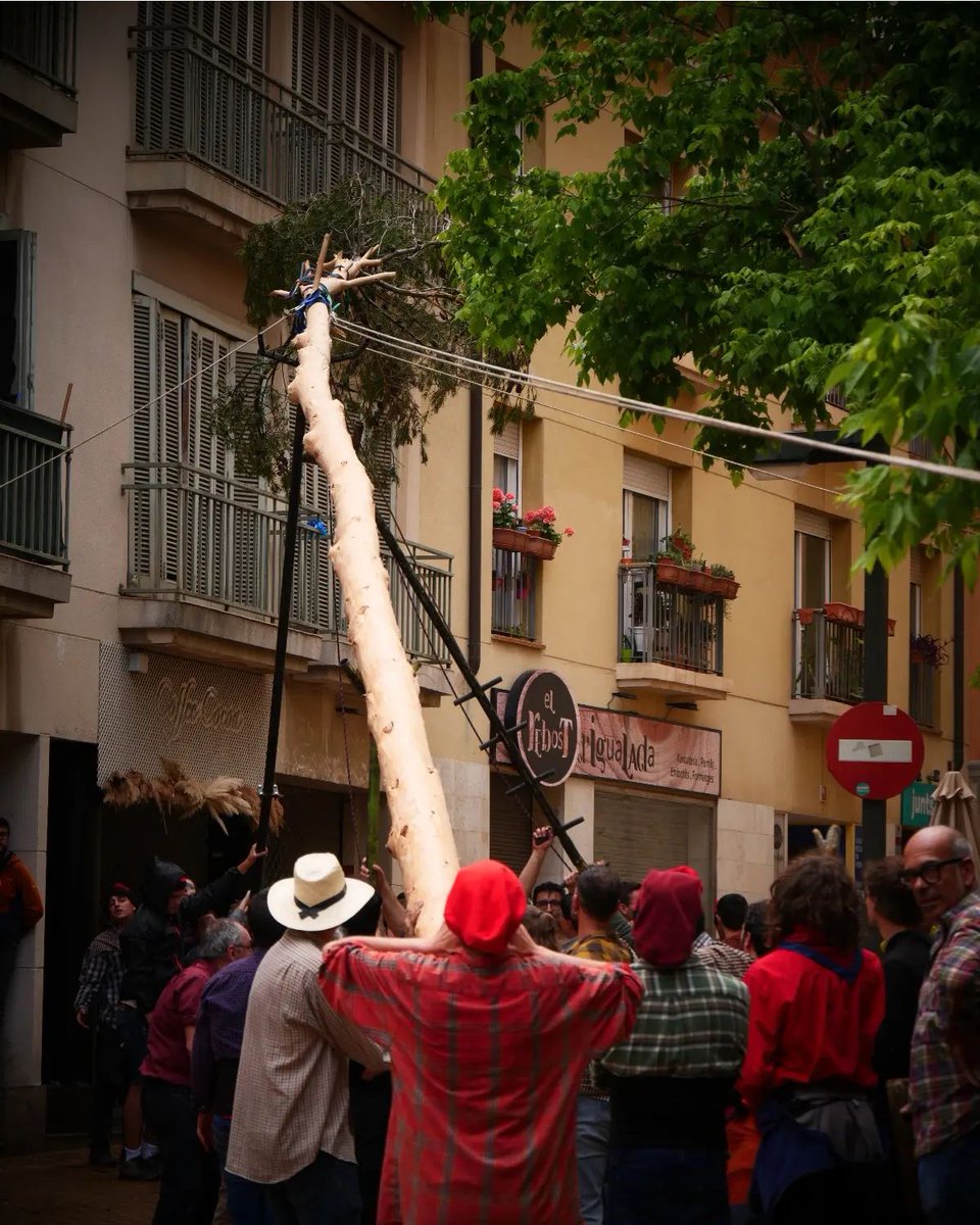 Arbre de Maig Igd tweet media
