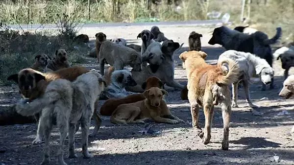 AK Parti, 30 gün içinde sahiplenilmeyen sokak köpeklerinin uyutulmasına imkân veren yasa teklifini TBMM’ye sunmaya hazırlanıyor. via @bbcturkce