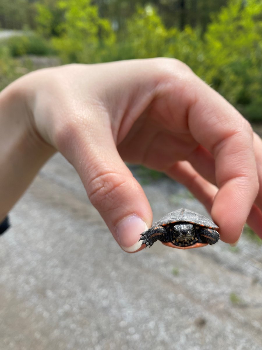 It's almost that time of the year again... turtle nesting season! Turtles are busy feeding, basking &amp; moving all about to find suitable nesting habitat. Please keep an eye out for mature turtles crossing busy roadways and even little hatchlings like this one!🐢#WorldTurtleDay