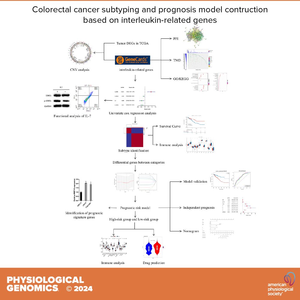 New research by Jintian Song et al. ➡️#ColorectalCancer subtyping and prognostic model construction based on #interleukin-related genes ow.ly/10si50RPL1z #DrugSensitivityPrediction #PrognosticModel