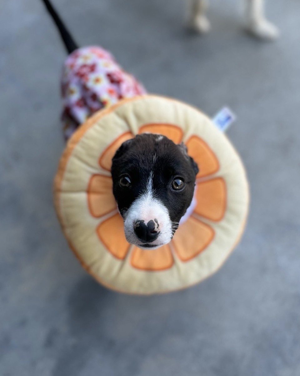 dog_rates's tweet photo. You all broke our website! Olive has been fully funded. Follow @15outof10 for future pupdates ❤️ https://t.co/B3stga0Gxz
