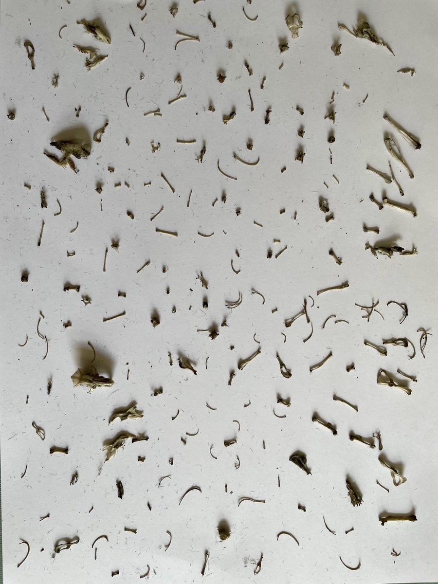 My 13 yr old grandson comes for nature studies on Tuesdays &amp; today we dissected Barn Owl pellets. Thank goodness for toothpicks. 15 skulls &amp; many other bones, most still unidentified, and we both learned that Shrews are not rodents!

⁦<a href="/Mammal_Society/">Mammal Society</a>⁩ ⁦<a href="/BarnOwlTrust/">Barn Owl Trust</a>⁩