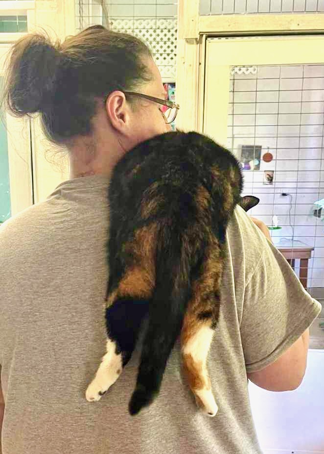 Hope hops a ride on Les's shoulder!😸This chill girl will even stay there during vacuuming! And no claws - she just drapes herself. #cats #CatsAreFamily #pets #va #dc #virginia #washingtondc #maryland #nova #dmv #tuesday #goodvibes #positivevibes #cute #CatsLovers