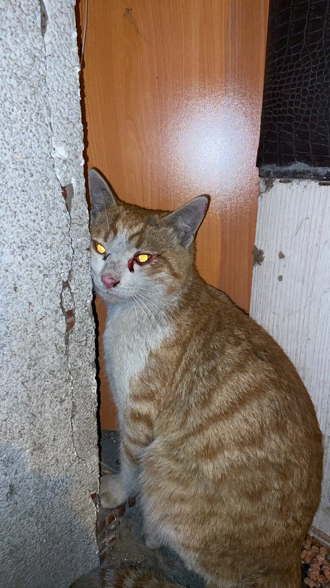 HAYVAN ÖLDÜKTEN SONRA MI GELİCEKSİNİZ??? 1 saattir başında bekliyorum 10 kere aradım sizi <a href="/IBBcozummerkezi/">İBB Çözüm Merkezi</a> <a href="/ekrem_imamoglu/">Ekrem İmamoğlu</a>