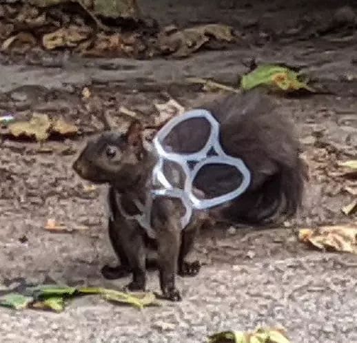 Please, remember to cut your plastic holders before discarding. This is insane. The worst way, plastics, to hurt sentient life and the environment.