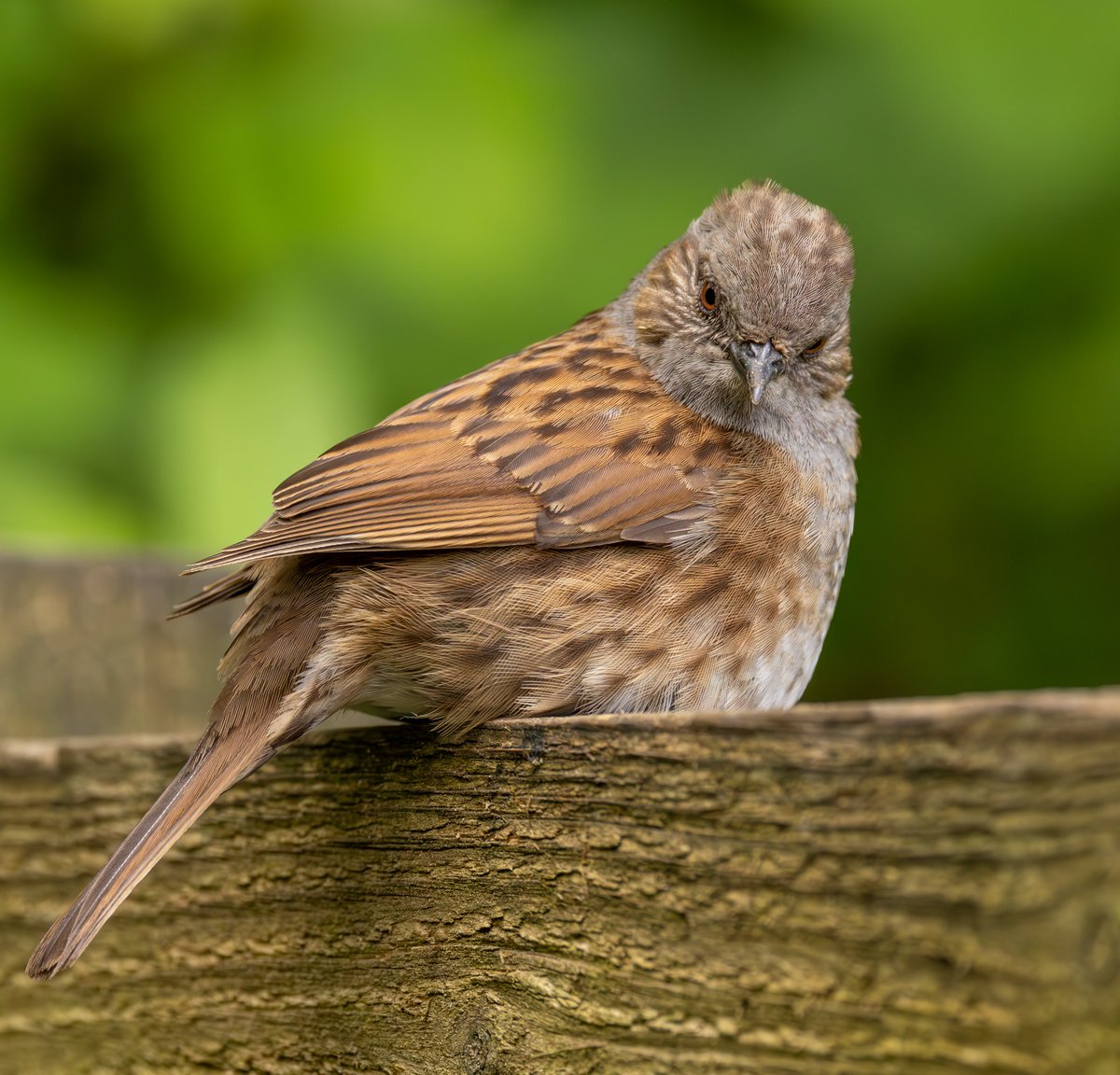 Dunnock taking a break during the warm spell #WildCardiffHour @forestfarmuk