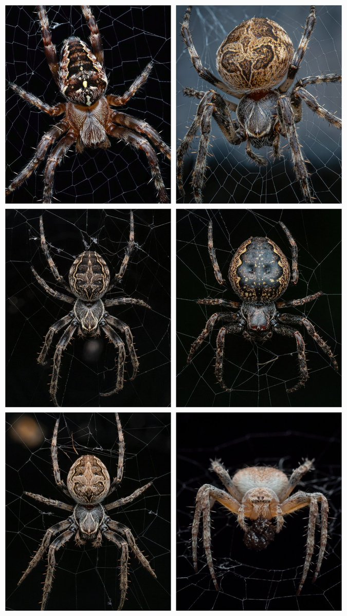 davidha60766557's tweet photo. Some of my fave in web shots I have taken.
#arachnid #arachnids #spider #inweb #web #photo #nature #wildlife https://t.co/KKPqmb3ISC