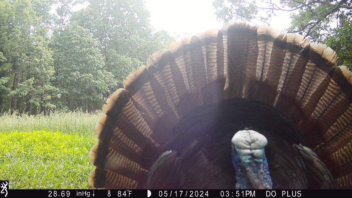 We will never get tired of seeing this on our @BrowningCams...Happy #TrailCamTuesday

#TrailCamTuesday #Browning #BuckMarksAndBeards #BrowningCameras #youvegottoseethis #turkeyhunting #trailcampics #HuntressView #nwtf