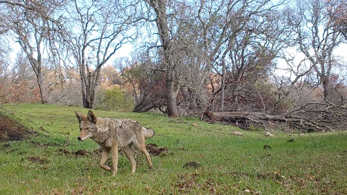 As visitation to East Bay Regional Parks increases in warmer months, encounters with coyotes become more common. Learn about coyote safety precautions to keep in mind when visiting Regional Parks throughout the year: ebparks.org/about-us/whats…. Help protect all wildlife.
