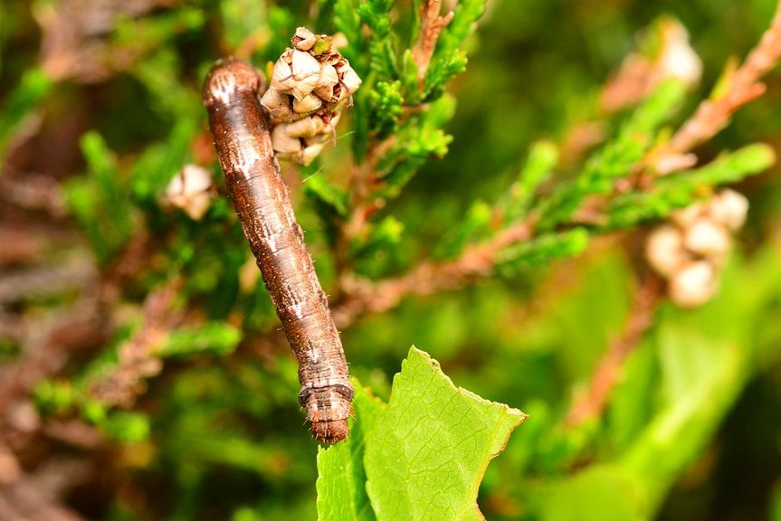 Spotted a caterpillar on the heather on Torduff Hill, Bonaly yesterday evening. Using the heather as cover but actually reaching down to feed on Blaeberry. Possibly larva of The Pheonix moth? (Eulithis prunata). #Moths @BCeastscotland @BC_Scotland