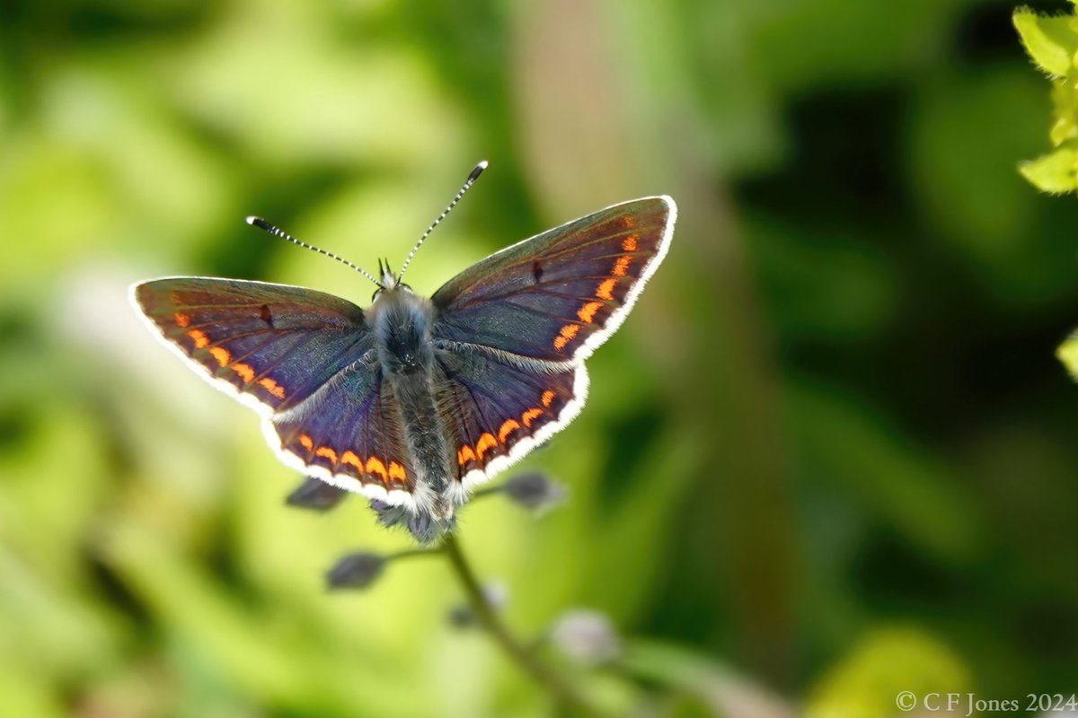 When they've just emerged butterflies have a lustre to the wings which quickly fades. Lucky to come across this Brown Argus at Prestbury Hill. A beauty... @BC_Glos @BC_WestMids @savebutterflies