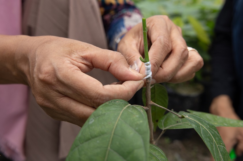 'We hope to turn this into a profitable nursery where our co-operative can make an income for our group.' - Tanriani, lead farmer Thanks to @adraindonesia, partner @adracanada, cocoa farmers like Tanriani can pursue new goals ➡️ foodgrainsbank.ca/stories/cocoa-…