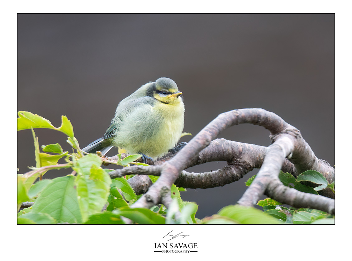 This little one in the garden earlier. #bluetit
